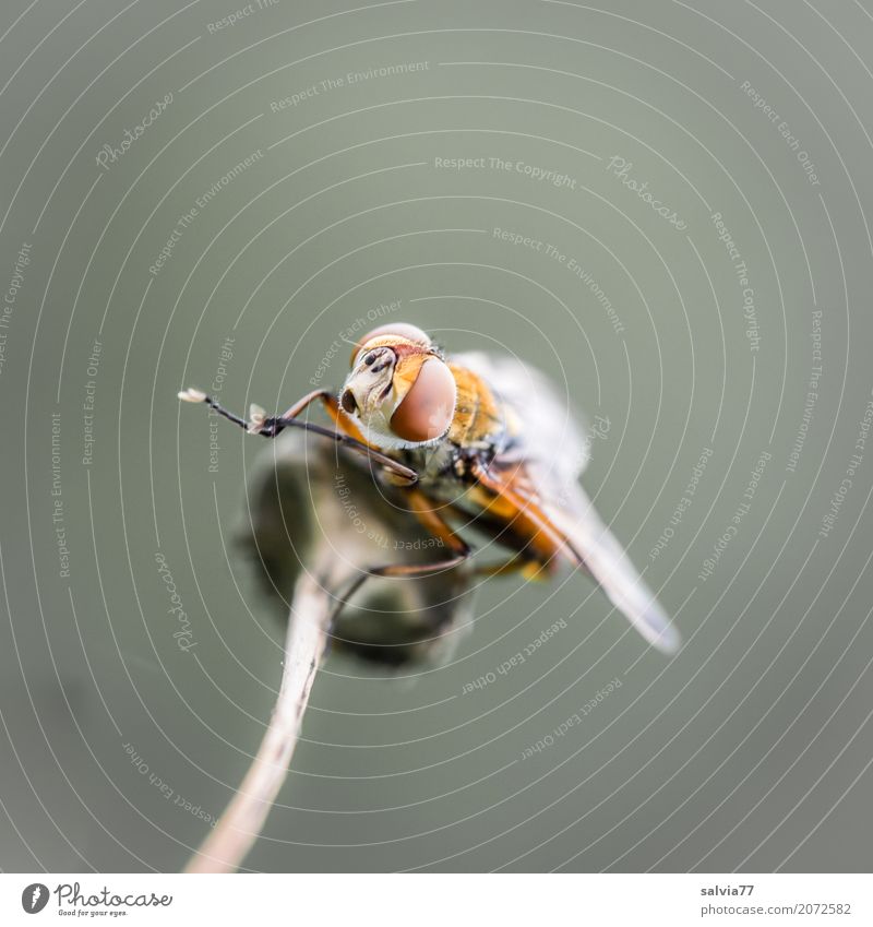 cleaning break Nature Animal Stalk Wild animal Fly Animal face Wing 1 Observe Above Brown Gray Ease Break Cleaning Compound eye Panorama (Format) Colour photo