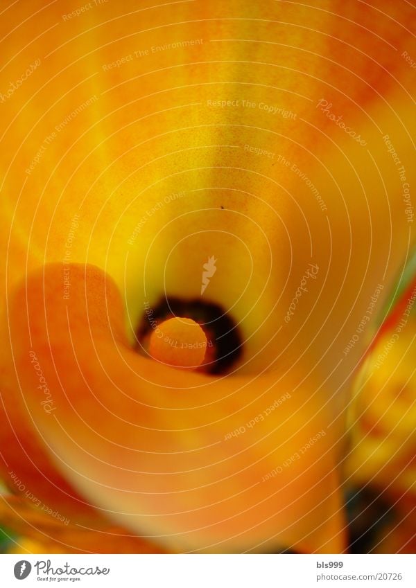 Calla Macro (Extreme close-up) Flower Plant Nature