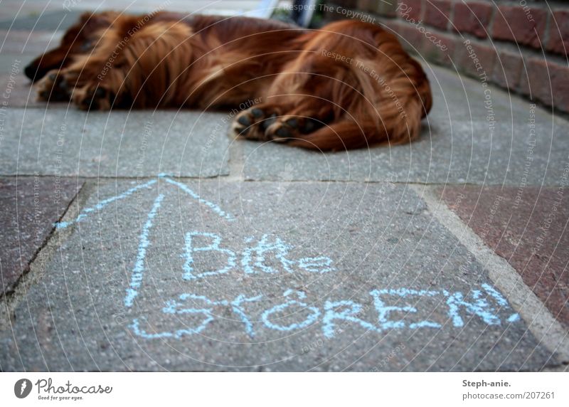 Troublemaker. Chalk Pet Dog Pelt Paw 1 Animal Sleep Funny Blue Disruptive element Annoy Provocative Arrow Siesta Demand Clue Absurdity Street dog Chalk drawing