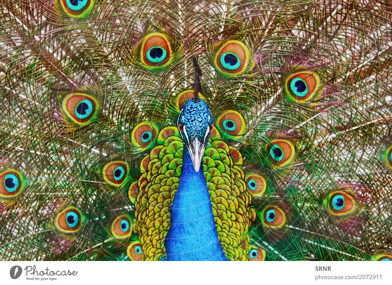 Portrait Of The Peacock Nature Bird Wild ceremony courtship display courtship ritual covert featheranimal avian avifauna covert feathers extravagant tail