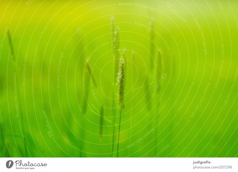 grass Environment Nature Plant Summer Beautiful weather Grass Meadow Growth Natural Warmth Wild Green Moody Life Delicate Colour photo Exterior shot Deserted