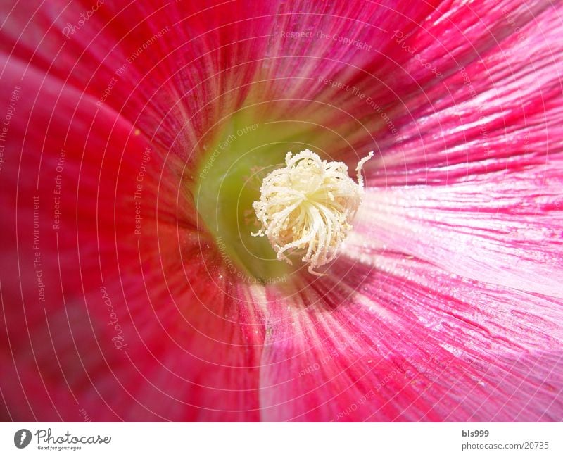 Hollyhock 2 Cottage Peony Flower Pink Garden Nature