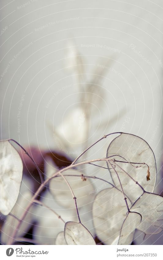 dried flowers Environment Nature Plant Flower Old Dried Stalk Decoration Life Colour photo Deep depth of field Bright White Delicate Twig Precarious