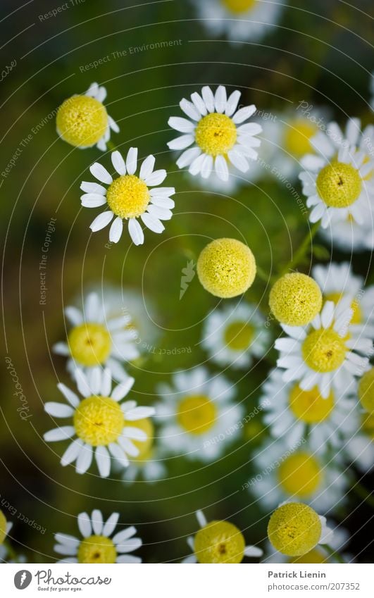 chamomile flowers Environment Nature Plant Summer Beautiful weather Authentic Blossom Chamomile Camomile blossom White Yellow Odor Healthy Herbs and spices