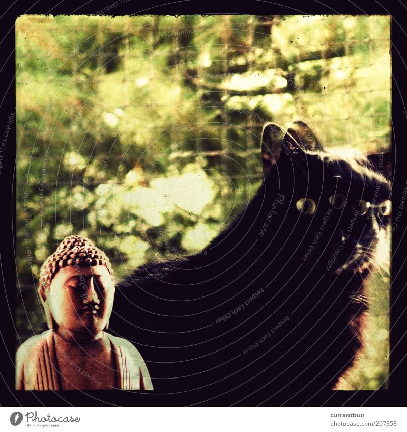 deities Idea Inspiration Buddha Statue of Buddha Cat Black Pelt Double exposure Brown Green Colour photo Multicoloured Interior shot Experimental Lomography