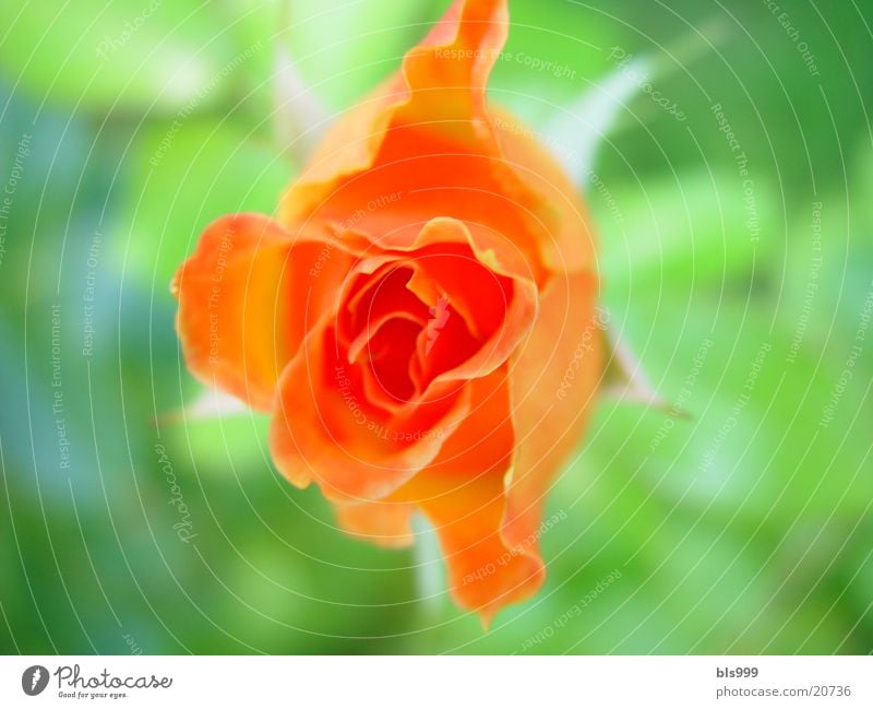 splendour of roses Rose Plant Flower Orange Nature