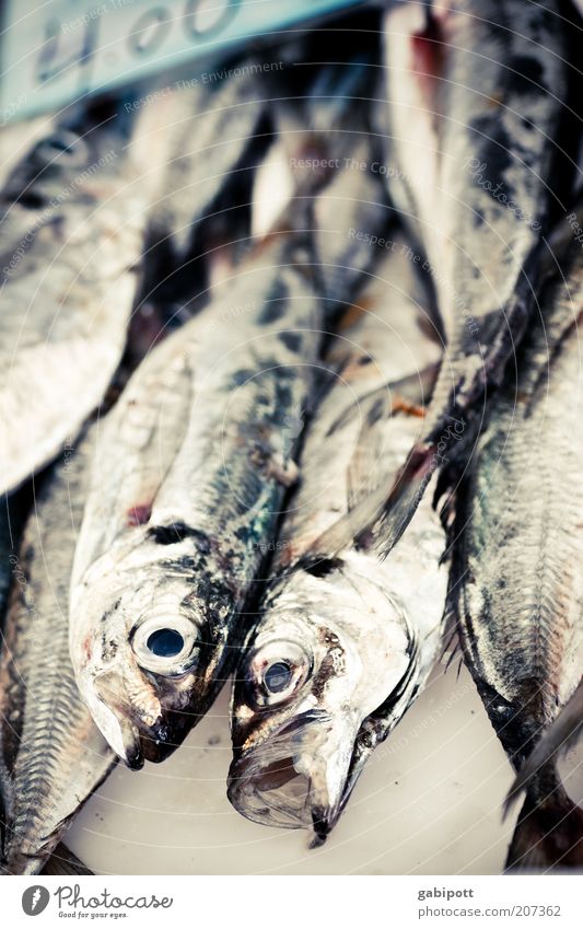 O Food Fish Nutrition Animal Glittering Gray Black Market stall Fish eyes Subdued colour Interior shot Deserted Day Shallow depth of field