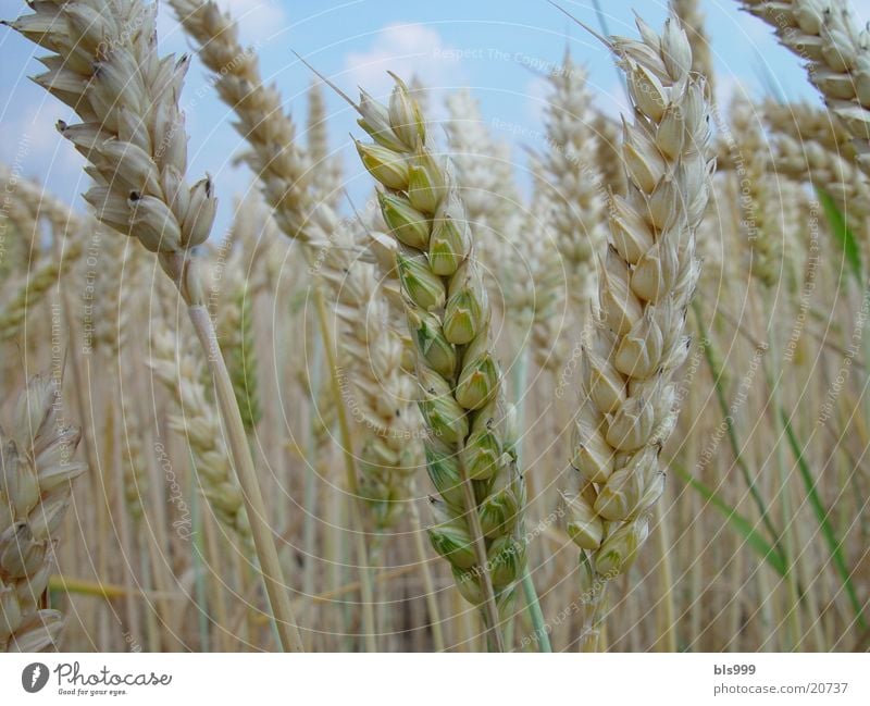 Where does the oat sting, please? Oats Field Nature Macro (Extreme close-up)