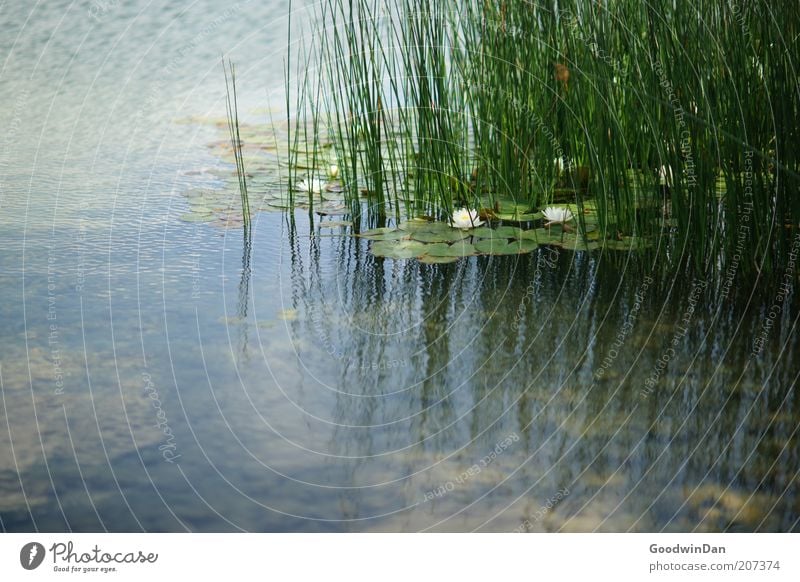 I still have both ears... Environment Nature Plant Water Water lily Water lily pond Lake Esthetic Authentic Beautiful Warmth Green Emotions Moody Contentment