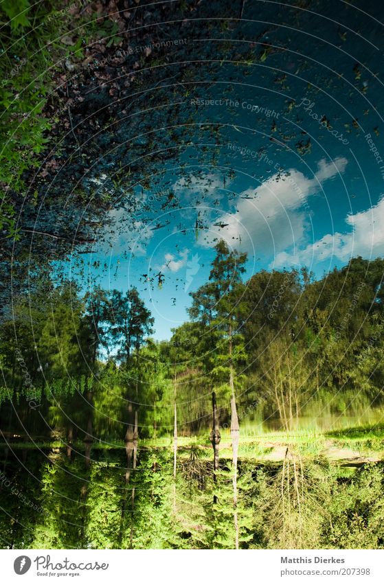 bank Lakeside Water Forest Pond National Park Botanical gardens Idyll Grass Moss Clouds Reflection Blur Tree Environment Summer Green Botany Clearing