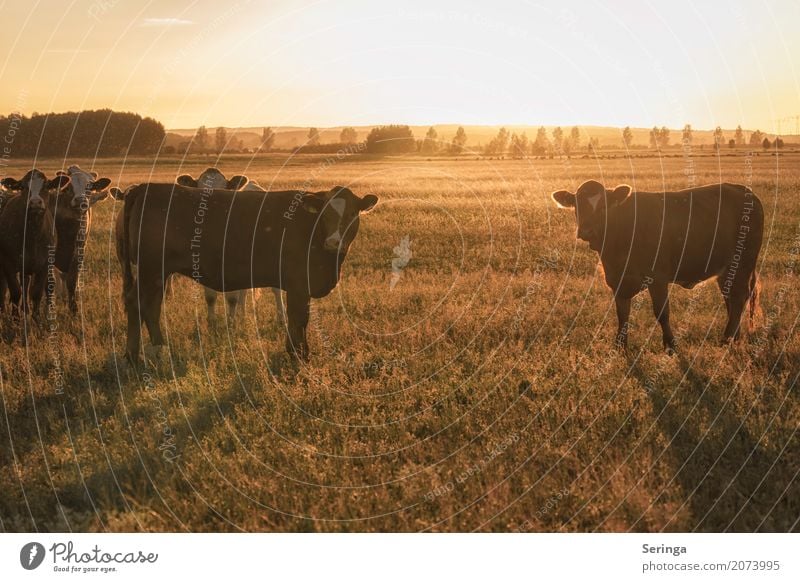 In the evening sun Animal Pet Farm animal Cow Animal face Pelt Group of animals Herd To feed Colour photo Multicoloured Exterior shot Deserted Copy Space top