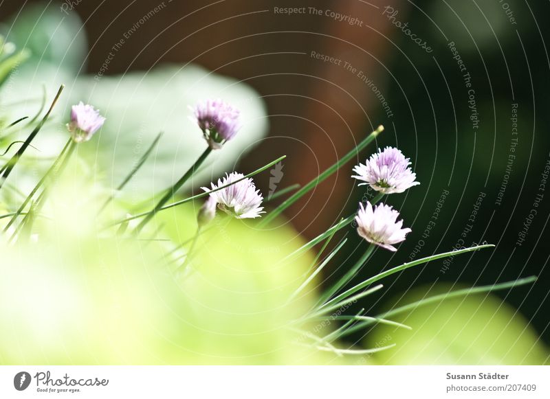 pretty and tasty Herbs and spices Nutrition Organic produce Nature Field Blossoming Chives Plant Balcony plant Multicoloured Exterior shot Close-up Detail