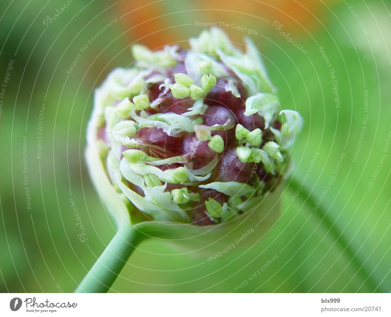 garlic season Plant Blossom Garlic Nature Garden