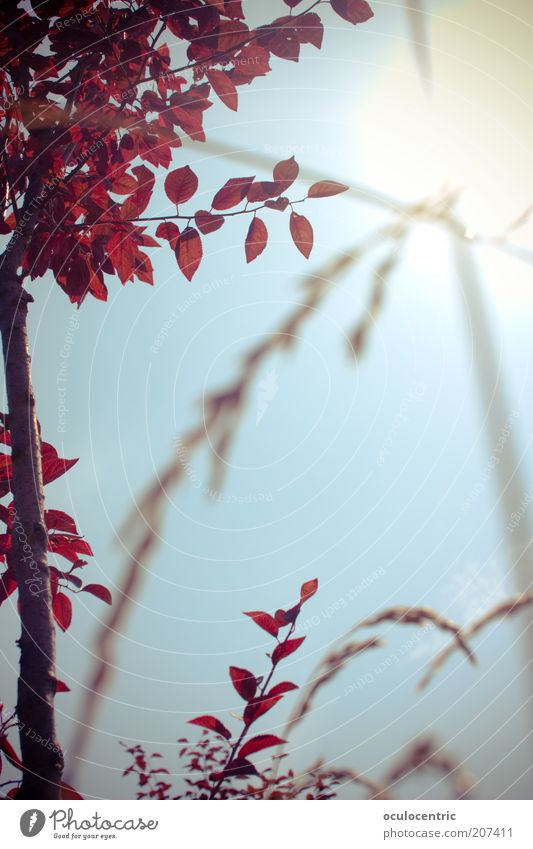 under the sky Environment Nature Plant Sky Cloudless sky Sun Tree Bushes Hot Warmth Blue Red Happy Happiness Contentment Joie de vivre (Vitality) China Summer