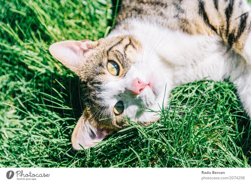 Portrait Of Cute Domestic Tabby Cat Playing In Grass Summer Garden Environment Nature Animal Park Meadow Pet Animal face 1 Observe Communicate Lie Looking