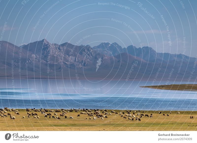 Kebap in progress Nature Landscape Mountain Lakeside Pasture Sheep Herd Free Moody Peaceful Calm Adventure Contentment Vacation & Travel Environment gallery