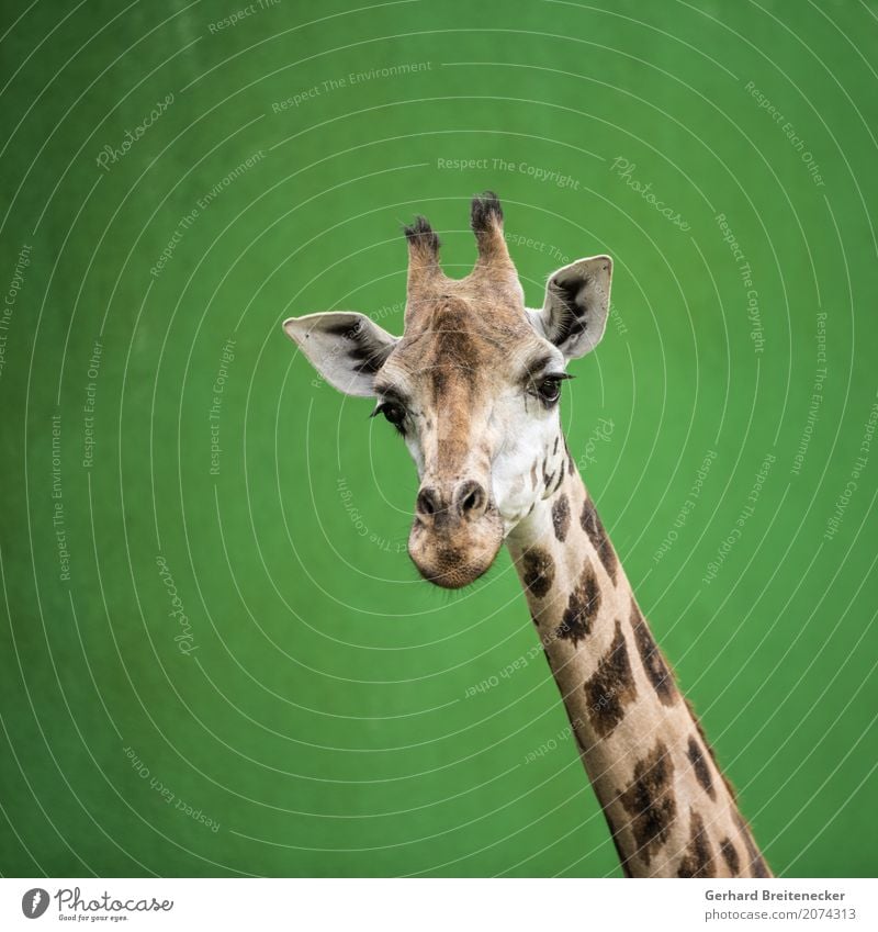 High animal Animal Wild animal Giraffe 1 Brash Watchfulness Curiosity Fear of heights Serene Pride gallery Colour photo Exterior shot Copy Space left