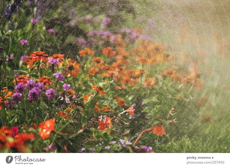 summer rain Nature Beautiful weather Garden Hot Cold Rain Flower Multicoloured Refreshment Refrigeration Lawn sprinkler Violet Orange Exterior shot Sunlight