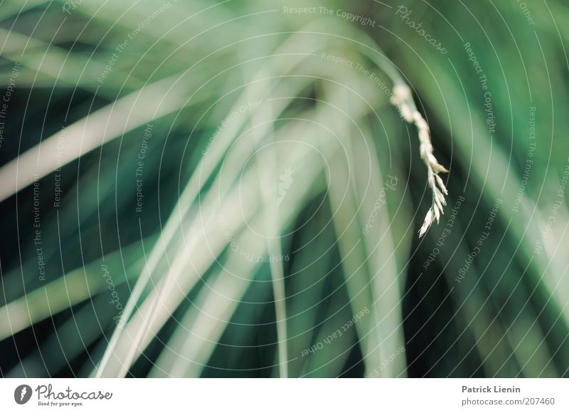 curved grasses Environment Nature Plant Summer Grass Green Long Bright Line Contrast Structures and shapes Calm Individual Subdued colour