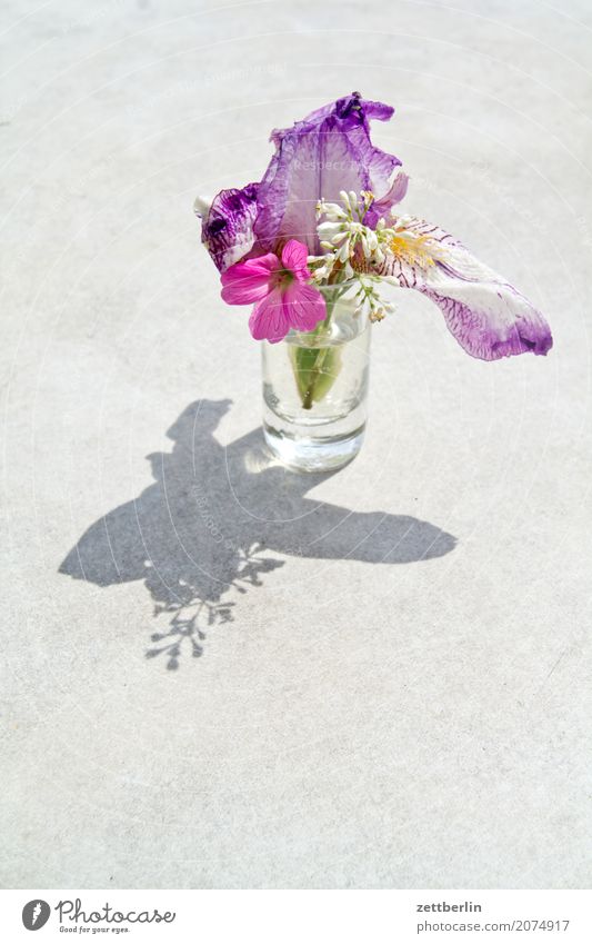 Photo for girls Branch Flower Blossoming Relaxation Vacation & Travel Garden Deserted Nature Plant Lawn Calm Summer trunk Bushes Copy Space Twig Vase Glass Girl