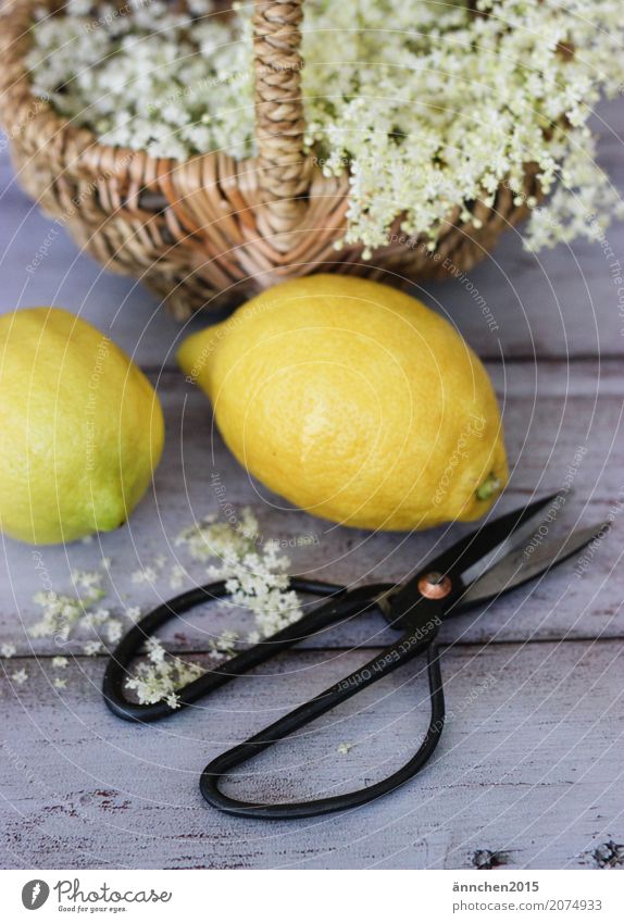 Elderflower harvest I Self-made Syrup Lemon Summer Spring Nature Blossom White Yellow Basket Scissors Cut Harvest Pick Make Apiaceae Forest Meadow Field Garden