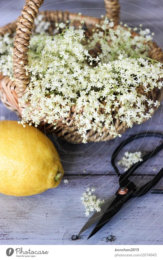 Elderflower harvest II Self-made Syrup Lemon Summer Spring Nature Blossom White Yellow Basket Scissors Cut Harvest Pick Make Apiaceae Forest Meadow Field Garden