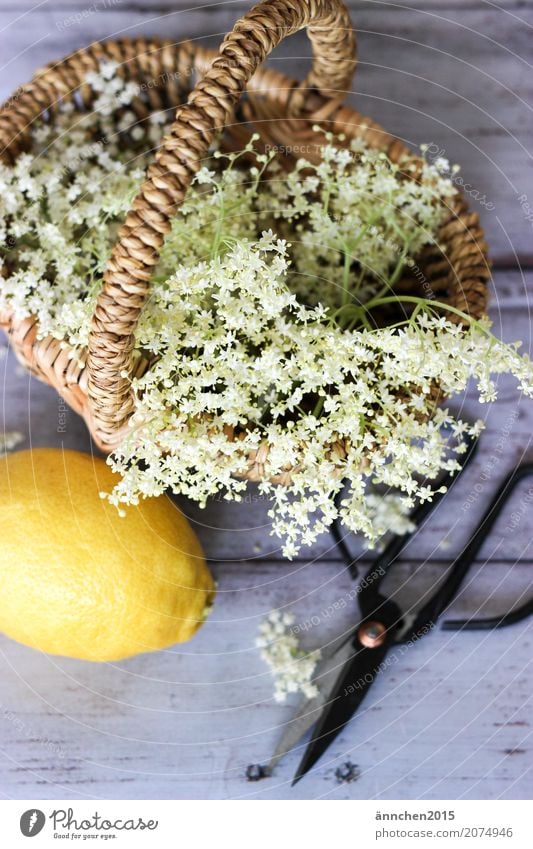 elderflower harvest Elder Elderflower Self-made Syrup Lemon Summer Spring Nature Blossom White Yellow Basket Scissors Cut Harvest Pick Make Apiaceae Forest