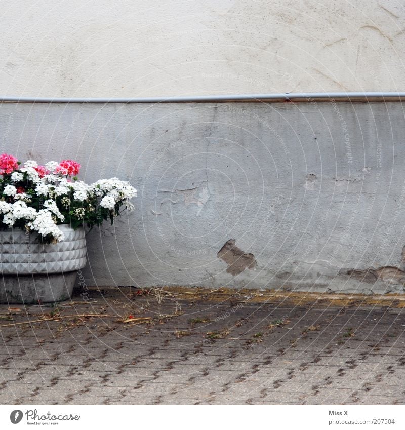 bucket Decoration Plant Flower Blossom Pot plant Blossoming Growth Gloomy Tub Geranium Wall (barrier) Wall (building) Colour photo Exterior shot