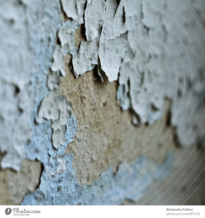 Skin Aging II Wallpaper Mold Flake off Dye Gray Light blue Cavernous Interior shot Wall (building) Derelict Decline Ravages of time Macro (Extreme close-up)