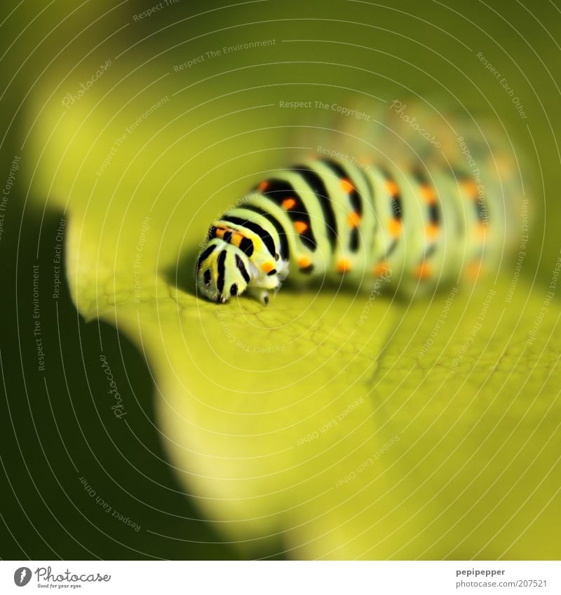 -^^^^^^^^- Nature Plant Leaf Foliage plant Animal 1 Line Fat Green Caterpillar Colour photo Multicoloured Exterior shot Macro (Extreme close-up) Deserted Day