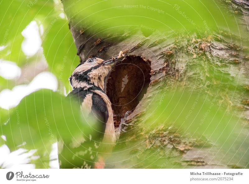 Great spotted woodpecker with food at the nesting cave Nature Animal Sun Sunlight Beautiful weather Plant Tree Leaf Wild animal Bird Animal face Wing Claw