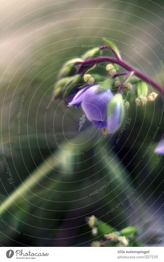 1001 Nature Plant Summer Flower Blossom Faded Natural Beautiful Violet Colour Transience Forget-me-not Blur Part of the plant Stalk Meadow flower Wonderful