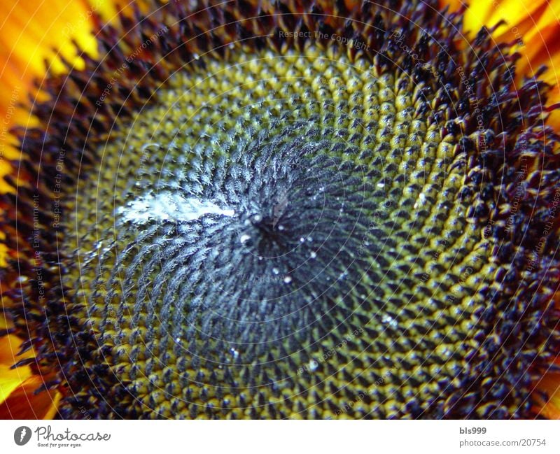 flower eye Sunflower Flower Summer Nature Plant Garden