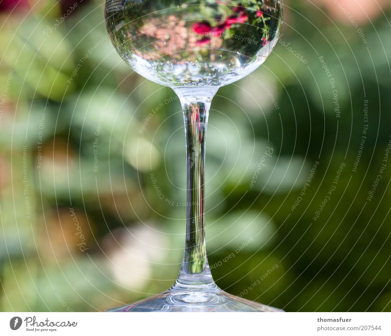 Roses in a glass Glass Style Decoration Flower Blossom Magnifying glass Flower vase Water Fragrance Glittering Thin Multicoloured Beautiful Esthetic Elegant