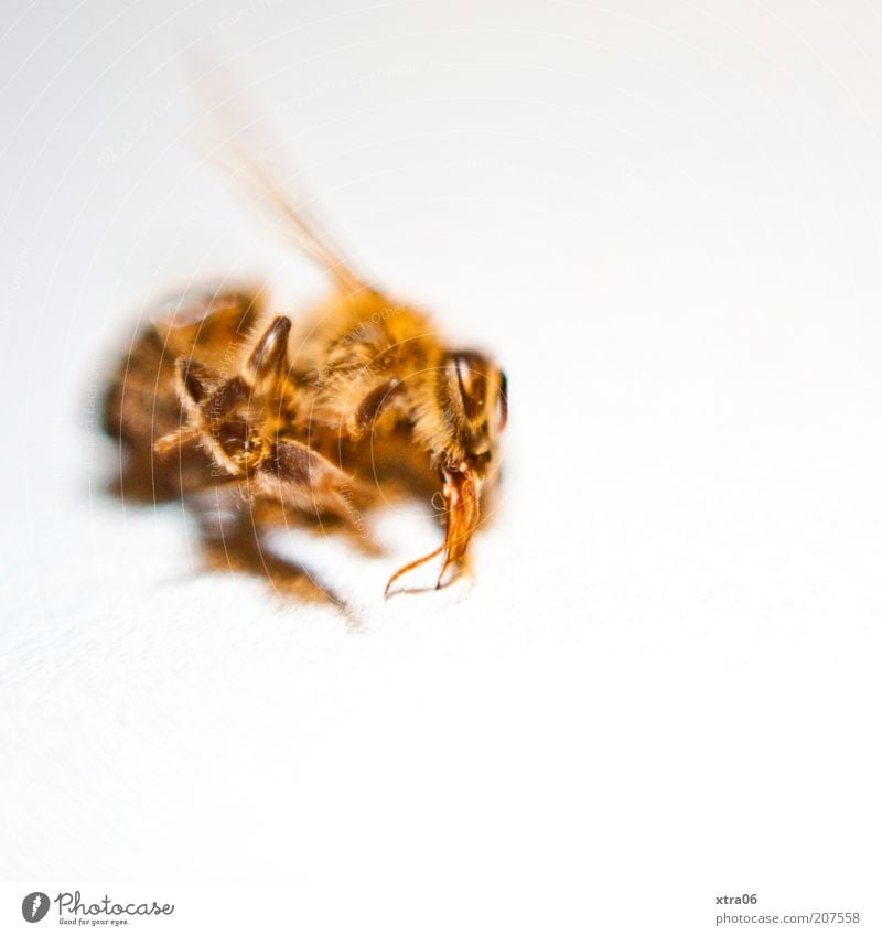 peaceful sleep Animal Insect Macro (Extreme close-up) Wing Colour photo Interior shot Close-up Detail Copy Space right Copy Space bottom Wasps Dead animal