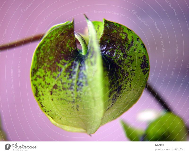 Foreign Worlds Flower Plant Green Nature