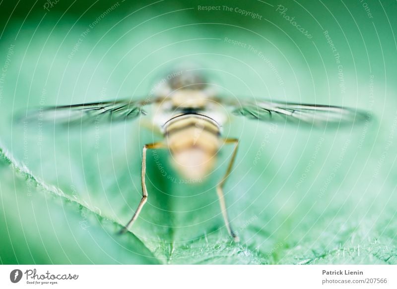 rear view Animal Wild animal Wing 1 Insect Leaf Plant Calm Hind quarters Colour photo Multicoloured Detail Macro (Extreme close-up) Deserted Copy Space top Day