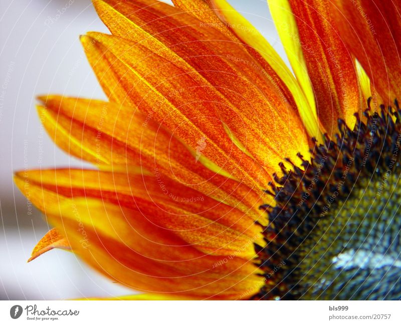 flames of flowers Sunflower Plant Yellow Brown Nature Macro (Extreme close-up)