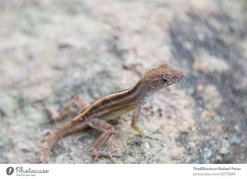 lizard Animal 1 Brown Gray Black Silver White Lizards Structures and shapes Pattern Scales Eyes Saurians Living thing Crawl Tails Stone Rock Small Diminutive