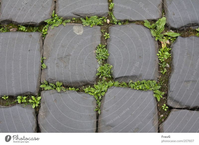 old town pavement Plant Deserted Street Stone Old Historic Lanes & trails Colour photo Exterior shot Day Cobblestones Close-up Detail Weed