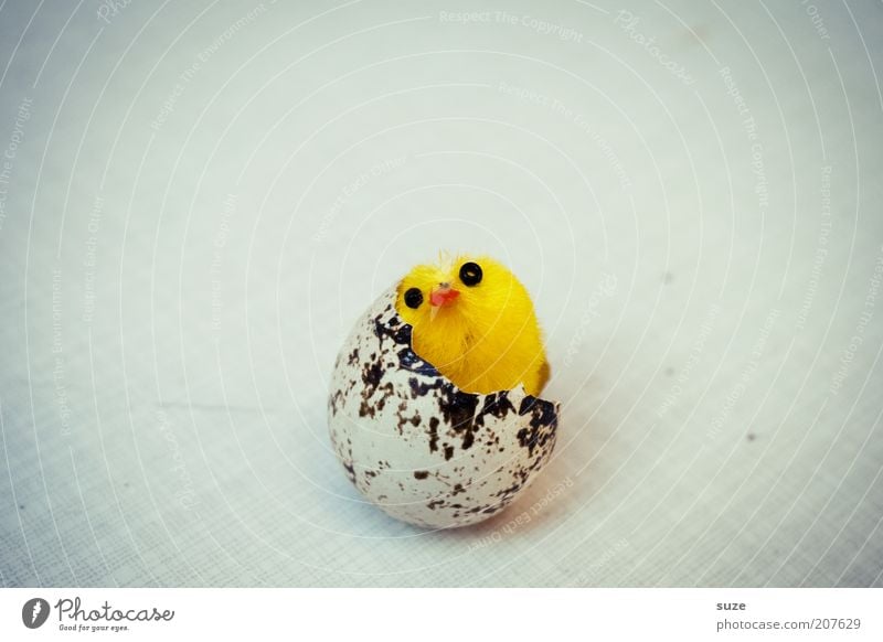 mature examination Decoration Easter Bird Fresh Kitsch Funny New Yellow Beginning Chick Egg ice jump Eggshell Birth Mature Hen's egg Easter chick