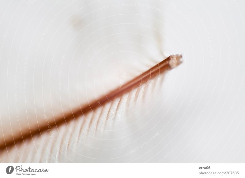 Feather-light Easy White Retroring Delicate Colour photo Subdued colour Interior shot Close-up Detail Macro (Extreme close-up) Copy Space right