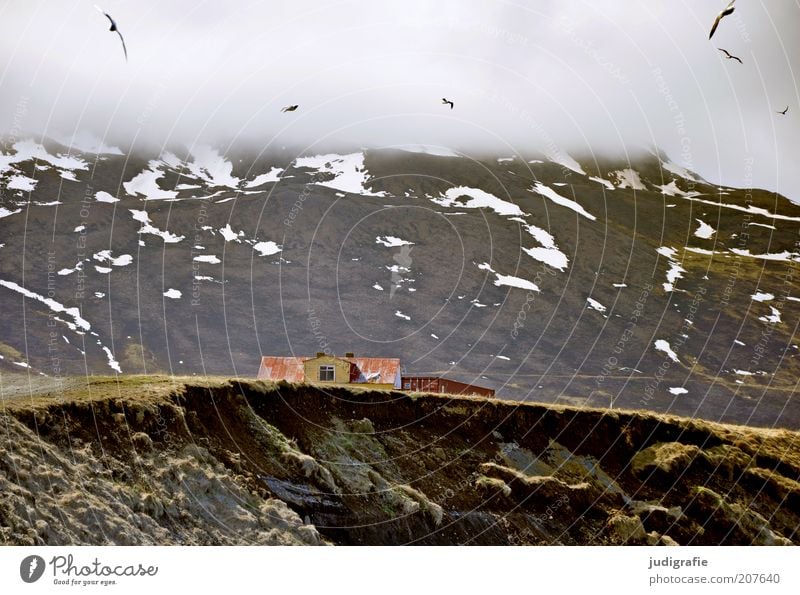 Iceland Environment Nature Landscape Animal Sky Clouds Mountain Fjord House (Residential Structure) Detached house Manmade structures Building Bird Seagull