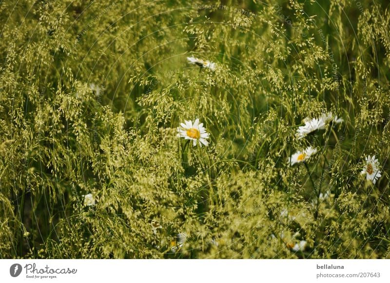 wonderful summer Environment Nature Plant Climate Weather Beautiful weather Warmth Flower Grass Blossom Foliage plant Wild plant Meadow Field Growth Marguerite