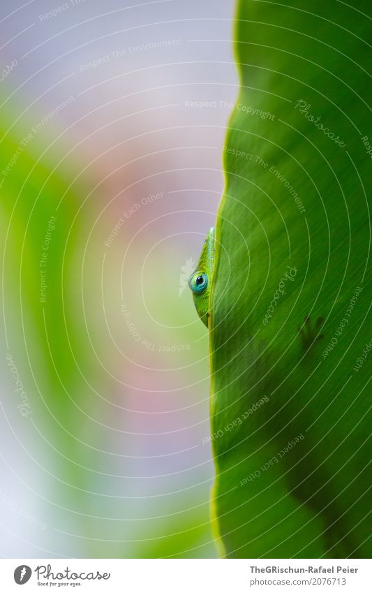 gecko Animal 1 Yellow Green Pink Saurians Small Feet Detail Eyes Hide Shadow Light Leaf Shallow depth of field Gecko Silhouette Colour photo Exterior shot