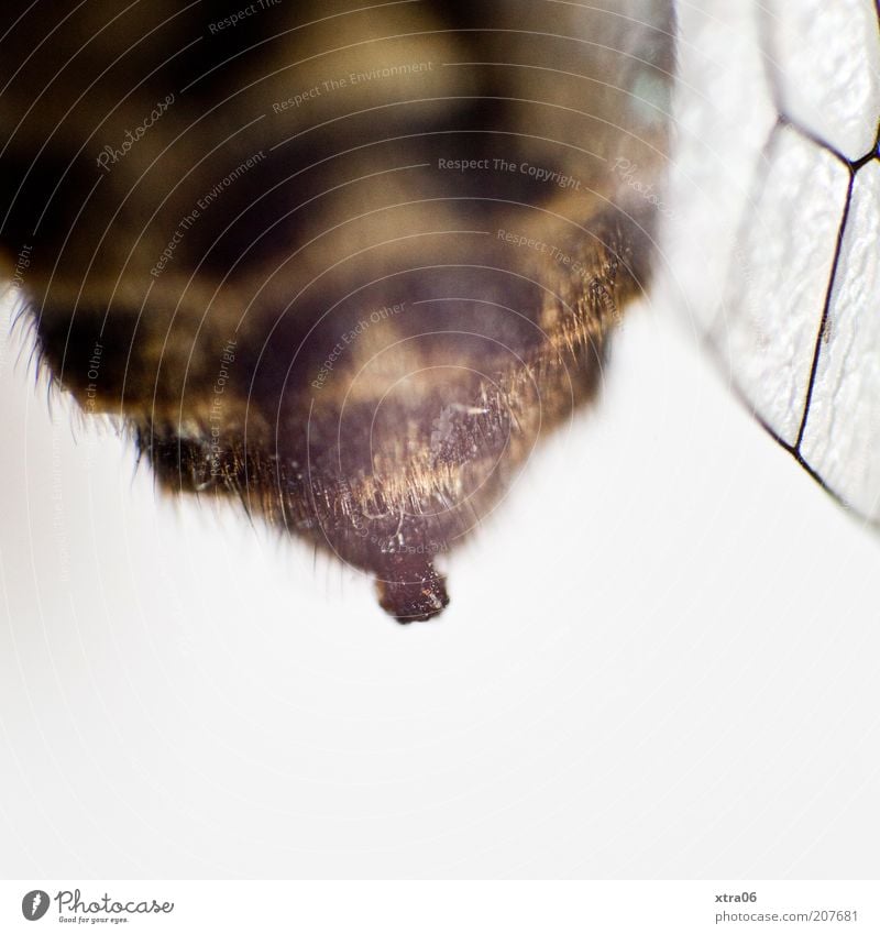 behind 1 Animal Fat Insect Wing Hind quarters Colour photo Interior shot Close-up Detail Macro (Extreme close-up) Copy Space bottom Neutral Background