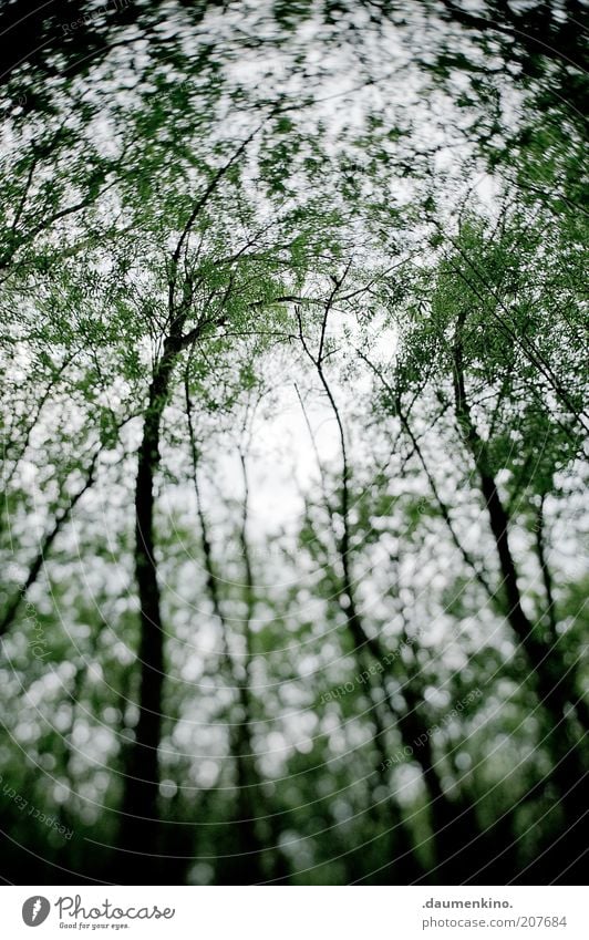 delirium Environment Nature Landscape Plant Sky Tree Movement Rotate Bizarre Surrealism Colour photo Exterior shot Light Shadow Blur Forest Motion blur