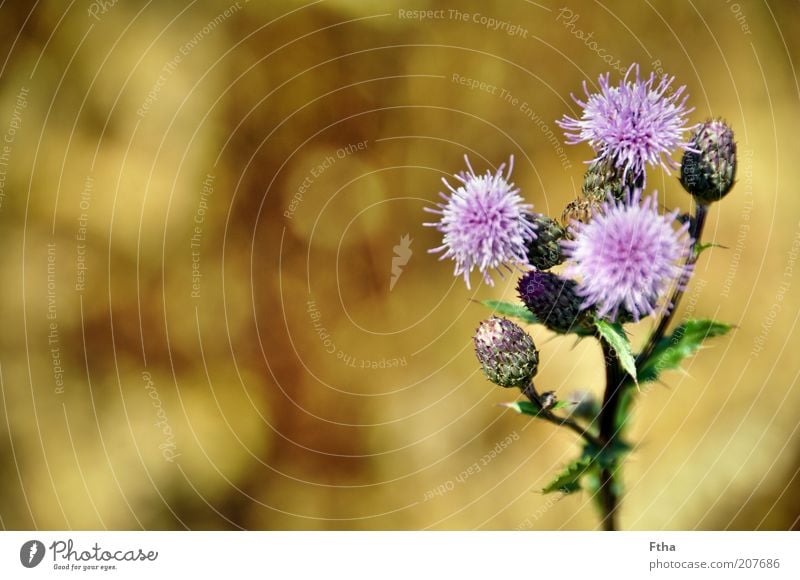 cornfield edge Summer Plant Flower Blossom Fragrance Calm Summer's day Violet Summer feeling Colour photo Exterior shot Deserted Day Blur Deep depth of field