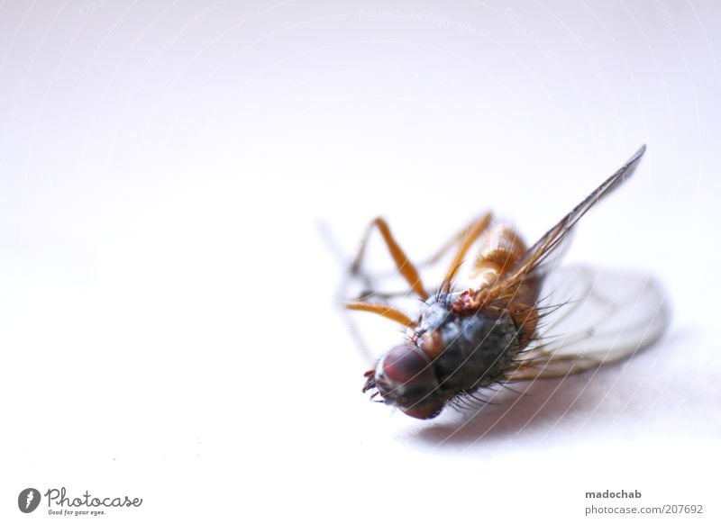 fly robin fly Dead animal Fly Bizarre Transience Insect Wing Close-up Detail Macro (Extreme close-up) Deserted Copy Space left Copy Space top Copy Space bottom