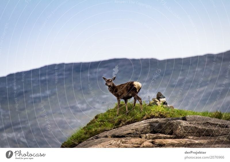 Deer in the morning on Isle of Skye Clouds Ledge coast Lakeside River bank Summer Landscape Rock Bay Plant Fjord Island Scotland Europe Exterior shot